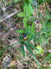 Insecte