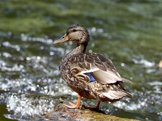 Fototapeta premium OLYMPUS DIGITAL CAMERA