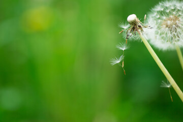 ぎりぎり繋がっている綿毛