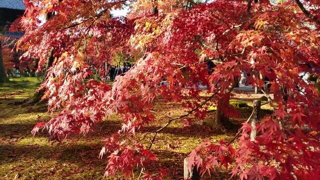 The swaying autumn leaves of Nanzenji Temple　揺れる京都の紅葉