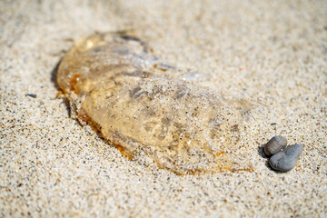 Dead jellyfish lies on the sand at low tide.