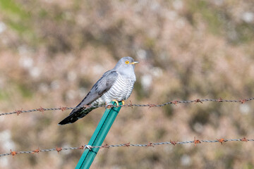 Kuckuck (Cuculus canorus)