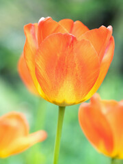 チューリップの花