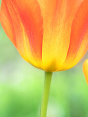 チューリップの花