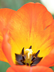 チューリップの花