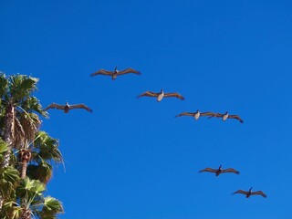 birds in flight
