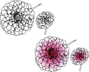 赤いダリア dahlia　線画／色付き 
