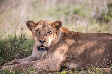 Lion in Kenya, savanna. Big lioness, lion mom on a meadow, wildlife on safari, masai mara....