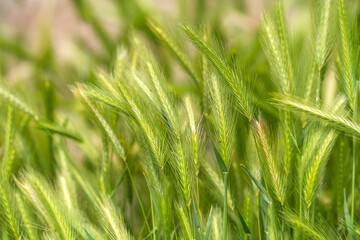 Fototapeta na wymiar Close-up of wild barley (Hordeum spontaneum). 