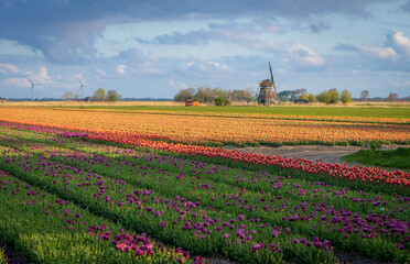 Holenderska wiosna, pola kolorowych tulipanów, wiatrak, słoneczny poranek.