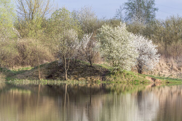 Fototapeta Kwitnące drzewa nad jeziorem wiosną obraz