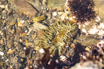 Starburst anemone (Sunburst anemone) in the Pacific Ocean. Close-up of Sea ​​Anemone under the...