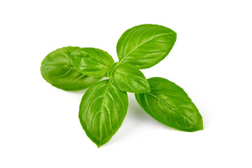 Fresh basil leaf isolated on white background, close up. Basil herb