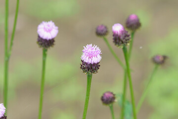 ピンクの花が可愛いキツネアザミ