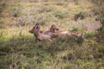 Lion in Kenya, savanna. Big lioness, lion mom on a meadow, wildlife on safari, masai mara....