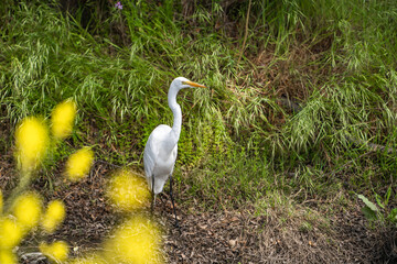 Great Egret (Ardea alba) stands in the grass.