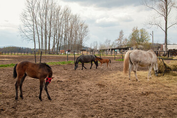 horses grazing in a field
