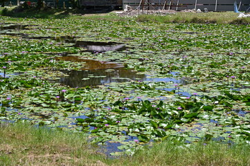 Kuching, Sarawak Malaysia - May 1, 2022: The Sarawak Cultural Village with the Showcase of the Diversified Aboriginal and Natives