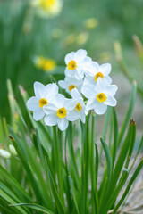White tazetta daffodil cultivar with yellow corona (Genus Narcissus). - obrazy, fototapety, plakaty