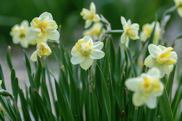 Blossoms of a light yellow double daffodil cultivar (Genus Narcissus) with a filled corona. - obrazy, fototapety, plakaty