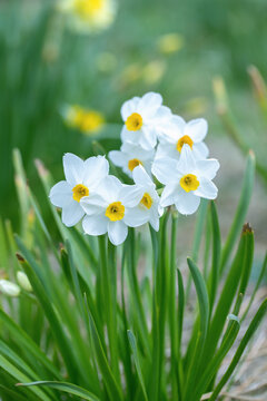 White tazetta daffodil cultivar with yellow corona (Genus Narcissus).