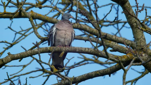 Common Wood Pigeon Columba palumbus plumping feathers