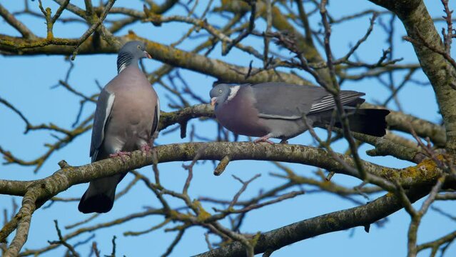 Mating ritual of the common Wood Pigeon Columba palumbus