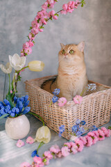 Fototapeta na wymiar domestic red cat in a basket with flowers on a gray background