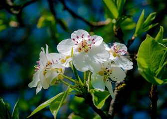 close up of blooming tree in spring