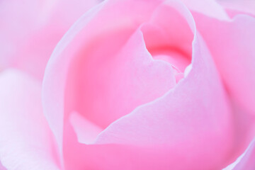 close up of pink rose