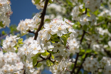 close up of blooming tree in spring