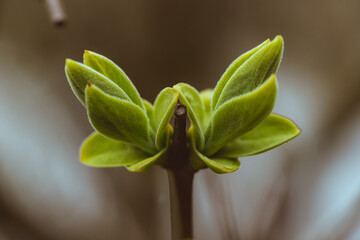 lilac twig with fresh green sprouts macro