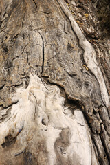 bark texture of a tree background 
