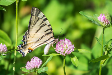 Beautiful Butterfly Scarce Swallowtail, Sail Swallowtail, Pear-tree Swallowtail, Podalirius. Latin name Iphiclides podaliriu. Butterfly collects nectar on flower.