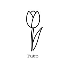 Tulip flower. Doodle vector hand drawn line sketch. Floral illustration for coloring book