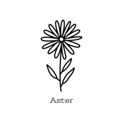 Aster flower. Doodle vector hand drawn line sketch. Floral illustration for coloring book