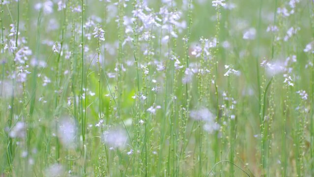 春の風に揺れるマツバウンランの花畑
春の花