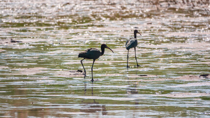 Pair of glossy ibis waterfowl, latin name Plegadis falcinellus, searching for food in the shallow lagoon.