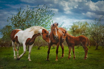 A herd of horses galloping in the field on a sunny day