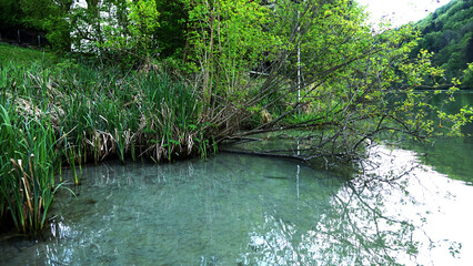 Shallow Water Shore Trees & Shrubs Sand 