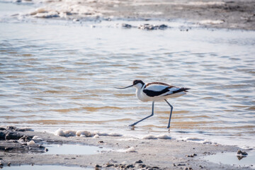 Water bird pied avocet, Recurvirostra avosetta, feeding in the lake. The pied avocet is a large...