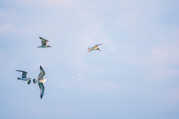 Four sea gulls fly in the clear blue sky