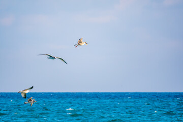 Four sea gulls fly in the clear blue sky