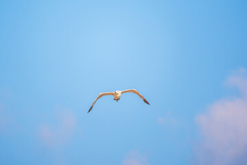 The European herring gull, Larus argentatus, flying in the clear blue sky.