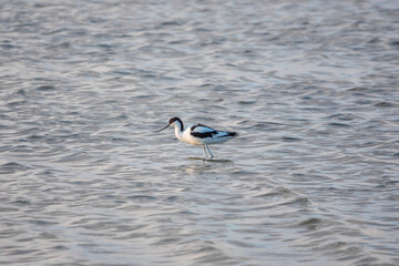 Water bird pied avocet, Recurvirostra avosetta, feeding in the lake. The pied avocet is a large black and white wader with long, upturned beak