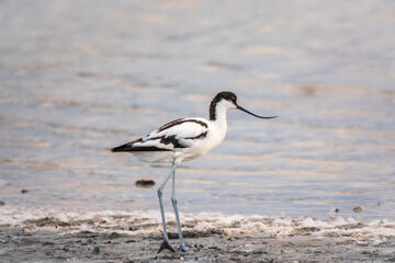 Water bird pied avocet, Recurvirostra avosetta, feeding in the lake. The pied avocet is a large black and white wader with long, upturned beak