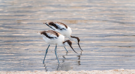 Two water birds pied avocet, Recurvirostra avosetta, feeding in the lake. The pied avocet is a...