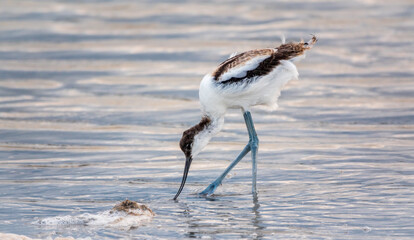 Water bird pied avocet, Recurvirostra avosetta, feeding in the lake. The pied avocet is a large...