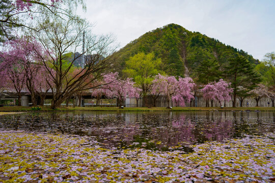 ソメイヨシノの花筏と池のほとりに咲く濃いピンクの八重桜