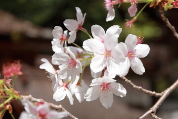 Cherry blossoms in Kyoto, Japan
